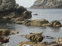 Seals Mull of Oa