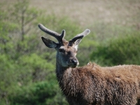 stag-in-spring